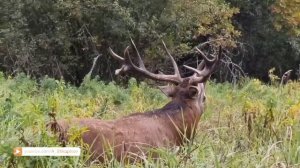 Охота на оленя! Олень на реву! Национальный парк Припятский,  олень на реву!