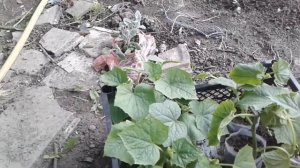 Огурец «Кибрия f1»: характеристика и моя агротехника выращивания