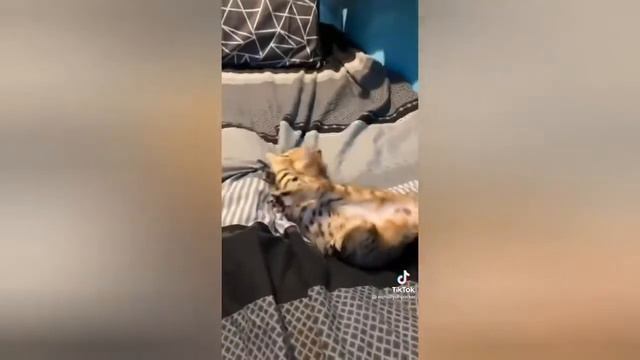 Самые смешные животные Лучшие приколы с животными кошками котами и собаками 2021 #2 смотреть онлайн