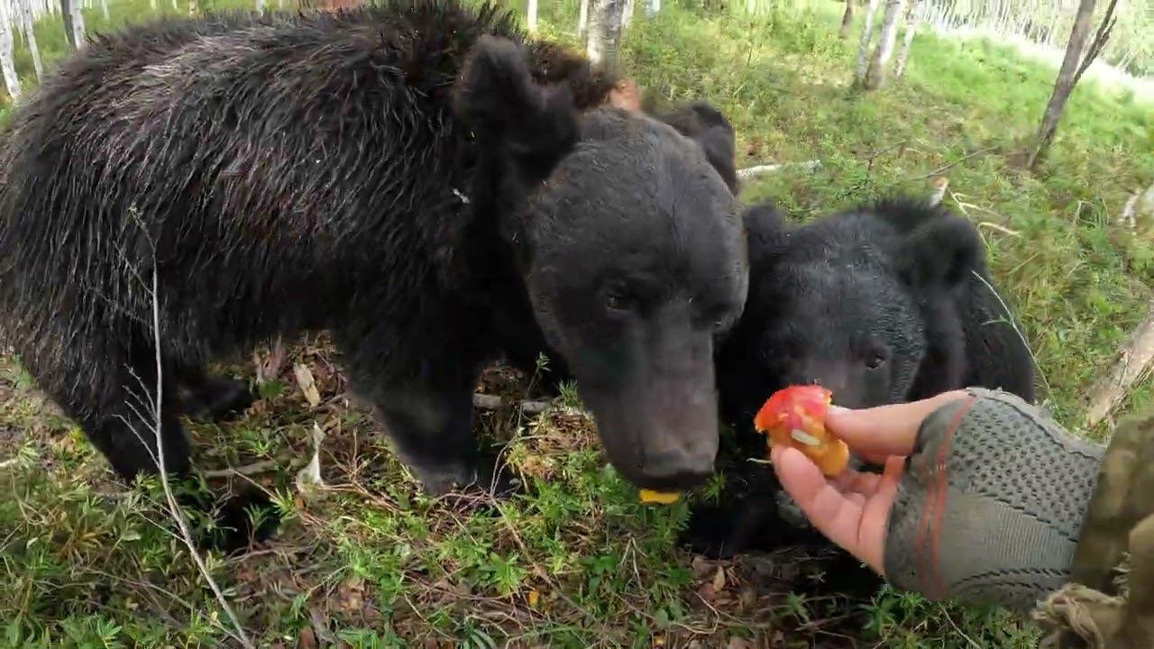Сам не ам другим не дам. Медведь. смотреть онлайн