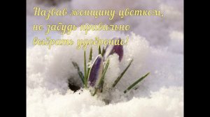 Сколько угадаете песен о весне ??? Песни про весну! 18 песен о Весне + 18 фраз 18+ цветов С 8 марта