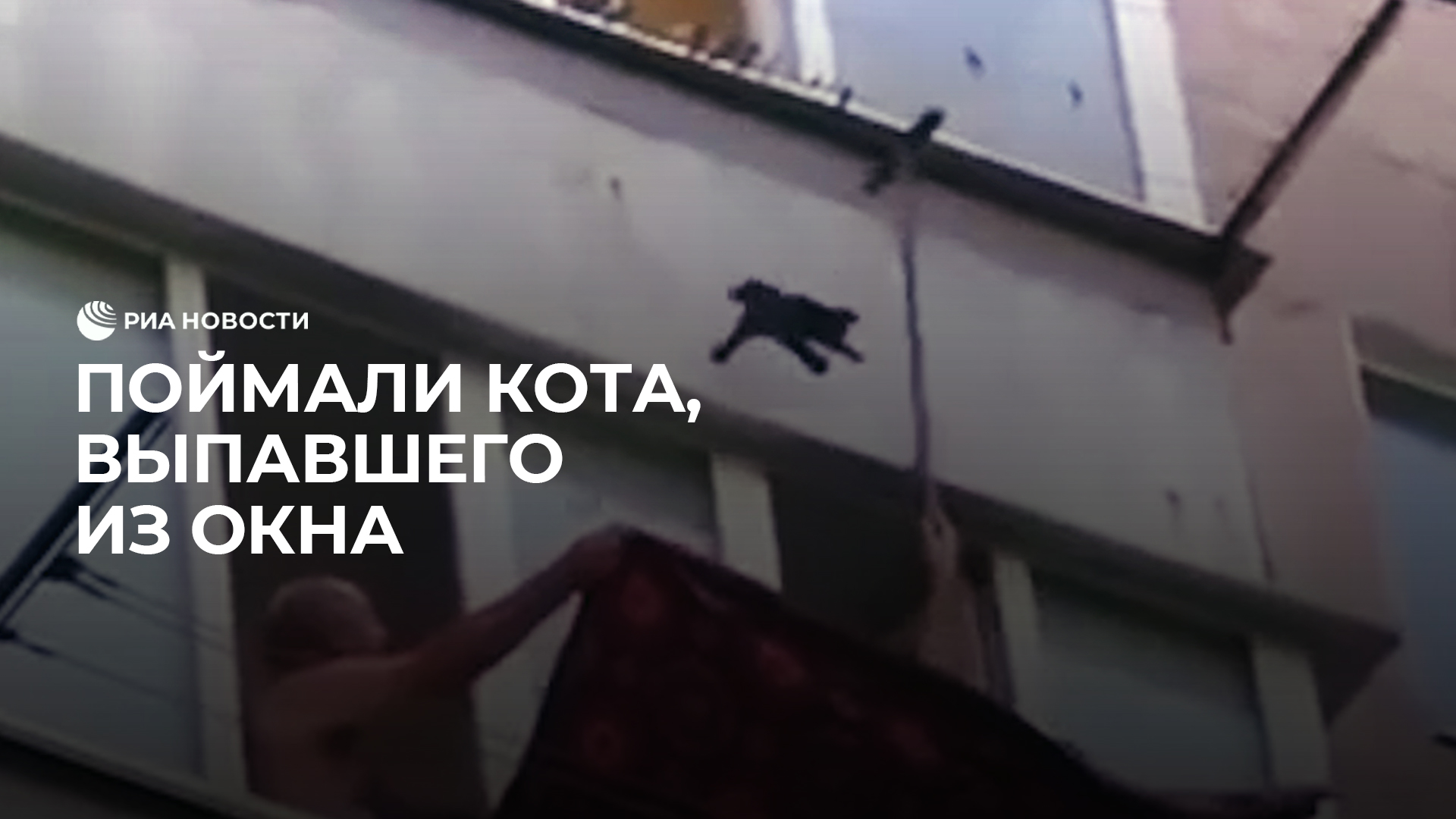 Спасли кота, упавшего с балкона смотреть онлайн