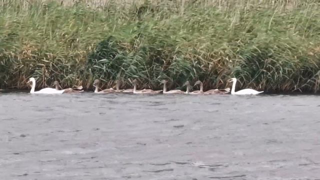 Рагу и рыбка на костре. Вкусный обед. Погода налаживается. Отдых с палатками. смотреть онлайн