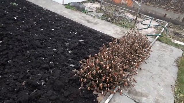 10 ноября навестили дачу Вороны выдернули чеснок! смотреть онлайн