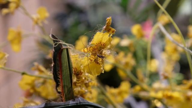 Fuji X-H1 Hands On at WPPI Las Vegas смотреть онлайн