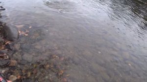 Ловля ленка и хариуса на муху, Хабаровский край, октябрь 2021. 1 часть