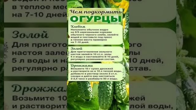 Дайте Огурцам Эти 3 Копеечных Подкормки и Урожай Будете Собирать Ведрами! #shorts смотреть онлайн