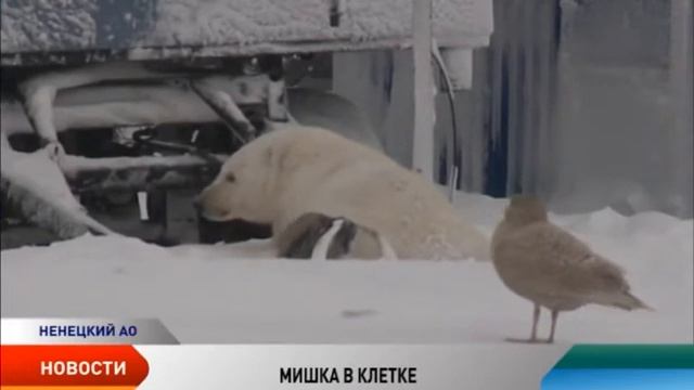 Белая медведица с Тобойского месторождения попала за решетку смотреть онлайн