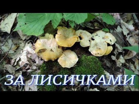 Поездка в лес по грибы (Лисичка, Моховик, Дубовик)