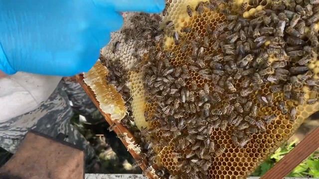 Проверка прививки и разбор Роя на 12 рамок. смотреть онлайн