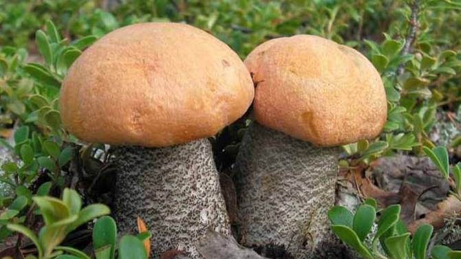 Нива, ходячие мертвецы. смотреть онлайн