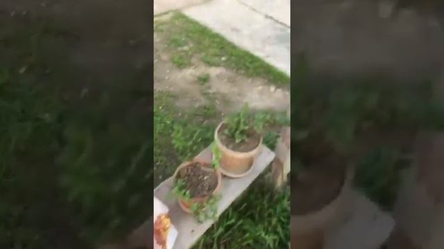 Мясо по Ногайски в земляном тандыре!!! смотреть онлайн