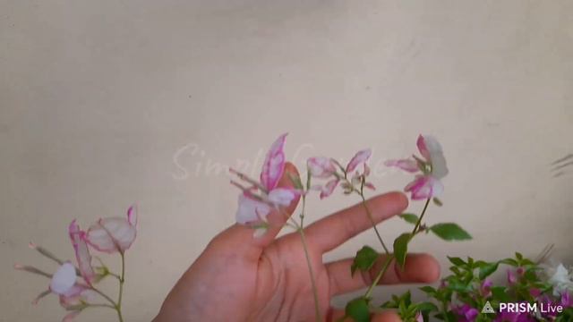 Bougainvillea : Unboxing ID Bidadari