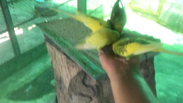 МОЕ ПЕРВОЕ ВИДЕО. ЗООПАРК В ТАЙЛАНДЕ смотреть онлайн