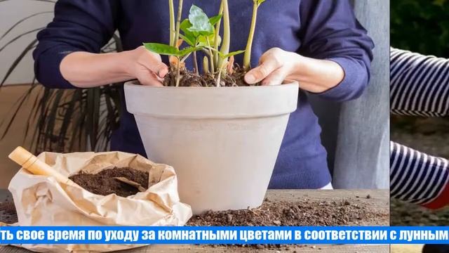 Пересадка цветов в марте 2021 года по лунному календарю, когда лучше пересаживать комнатные растени смотреть онлайн
