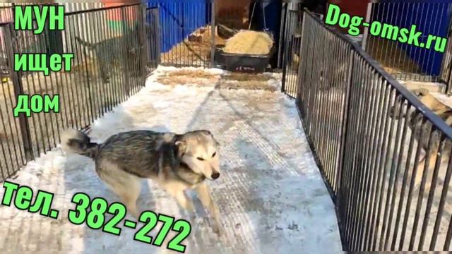 Знакомьтесь - МУН, он ищет дом. смотреть онлайн