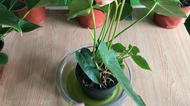 Just 1 glass, It instantly makes Anthurium bloom instantly | Natural Fertilizer смотреть онлайн