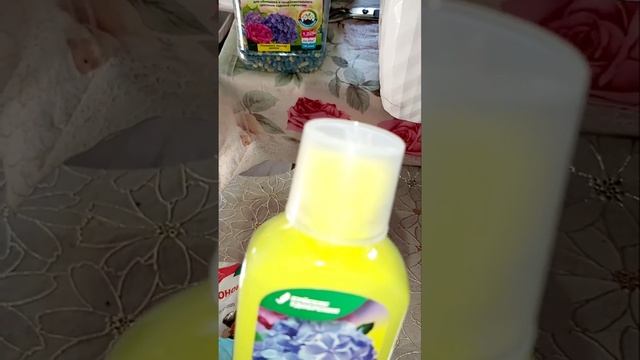 Крупнолистные гортензии после зимовки в подвале. смотреть онлайн