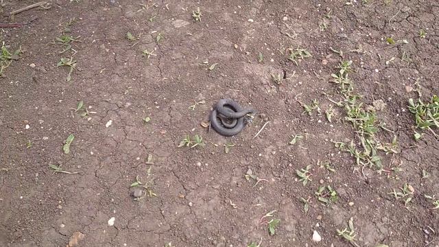 Нападение ужа. смотреть онлайн