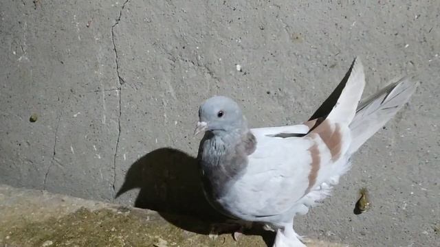 Вернулся потерявшийся такла #голуби #лет #бой #такла смотреть онлайн