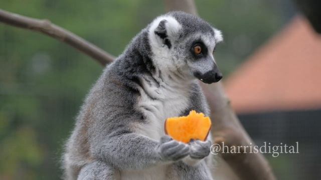 Cute ring-tailed lemurs #wildlife #zoo #zoology смотреть онлайн