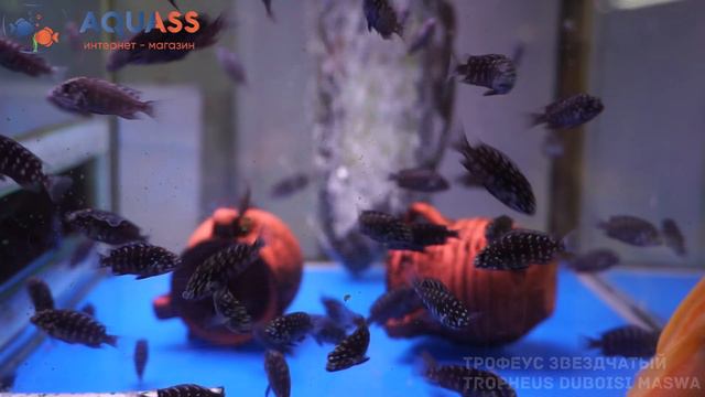 🐠Aquass - Трофеус Звездчатый (Tropheus Duboisi Maswa) смотреть онлайн