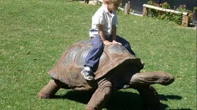 Черепашка - Елена Долгих смотреть онлайн