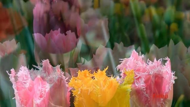 Крис Ри-И ты моя любовь смотреть онлайн