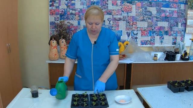 Подкормка Вербены. Когда и как проводить подкормку рассады Вербены. смотреть онлайн