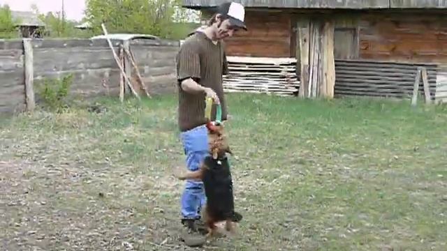 Вельштерьер вместо гантели смотреть онлайн