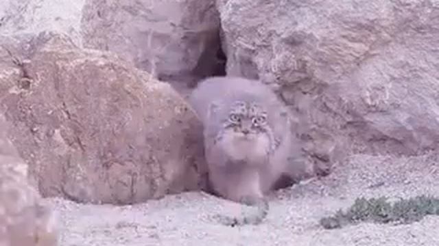 Один манул, два манула... смотреть онлайн