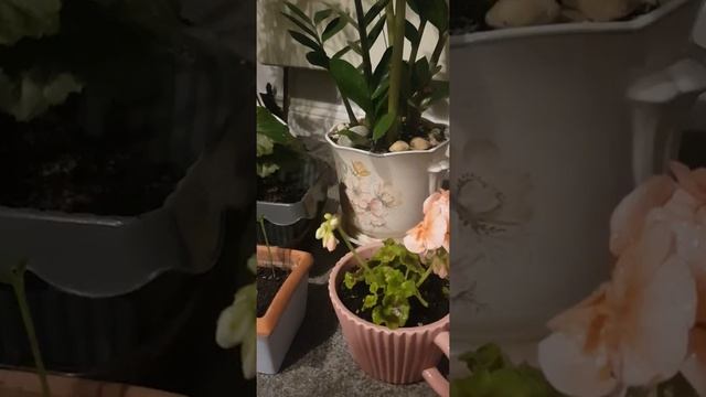 герань и лимон комнатные растения целители которые возвращают жизненную силу(subscribe) смотреть онлайн