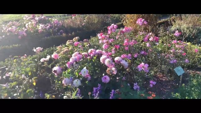 PLANTEN UN BLOMEN  (Plants & Flowers)