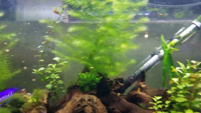 Algae update 2.0! Dosing flourish excel, the aftermath. смотреть онлайн