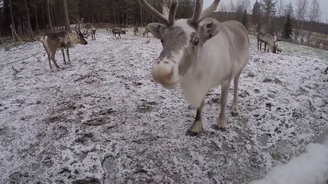 Things to do in Rovaniemi, Finland смотреть онлайн