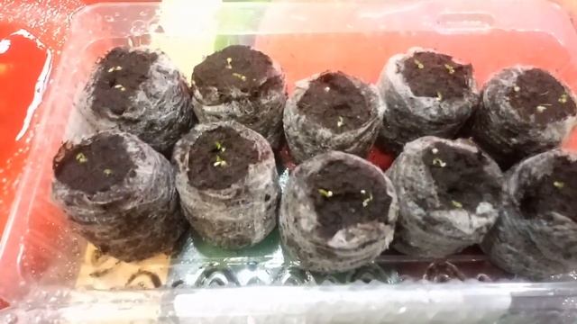 У меня взошла ЭУСТОМА! Наш огород зимой! Обзор семян петунии на 2020 год! Черная петуния!