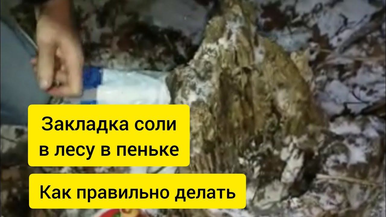 Закладка соли в лесу смотреть онлайн