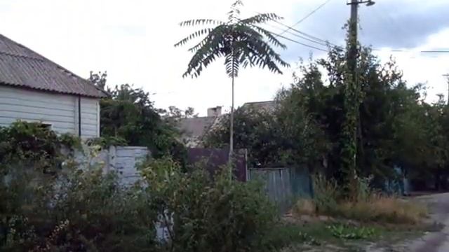 пальмы у дома смотреть онлайн