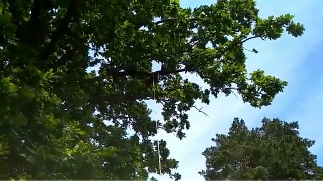Снимаем рой с высоты 10 м Июль 2017 г смотреть онлайн
