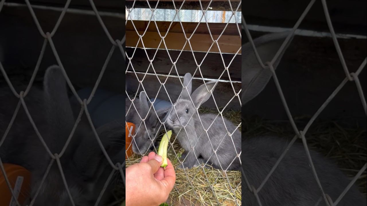 Кролики и курочки на даче #shorts