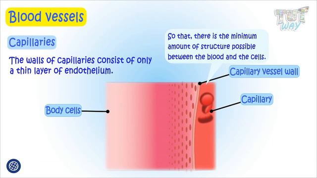 Blood Vessels | Capillaries | Heart | Blood Circulation | Science смотреть онлайн