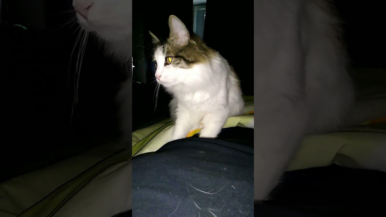 Маменькин сынок  #кот #котик #shortvideo #cat #cute #shortvideo