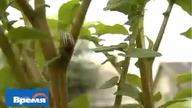 Нашествие на сад (18.06) смотреть онлайн