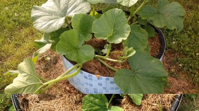ВЫРАЩИВАЕМ ТЫКВЫ В МЕШКАХ. Сентябрь 2017. GROWN PUMPKIN IN THE BAGS. смотреть онлайн