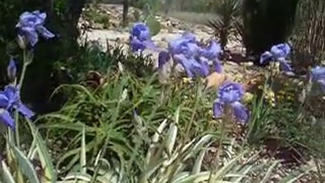 Zebra Iris 'Variegata' (Iris pallida auria ) 14 inches смотреть онлайн