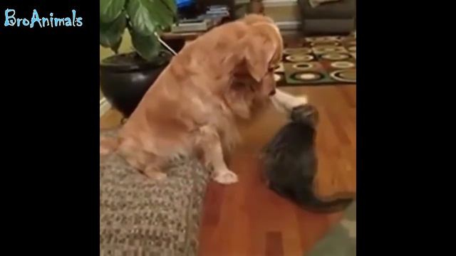 ПРИКОЛЫ С ЖИВОТНЫМИ | FUN WITH ANIMALS #24 смотреть онлайн