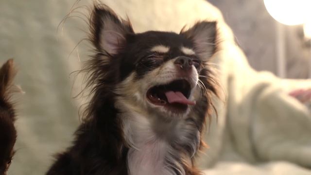 Чихуахуа. Как воспитать собаку смотреть онлайн