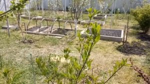 Кизил. Опыт выращивания.Посадка и уход. Растение загадка.