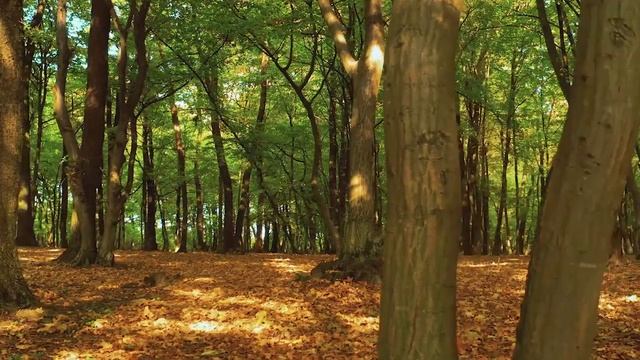 Расслабляющая музыка целебная для сердца ? Нежная музыка, релакс, музыка для души