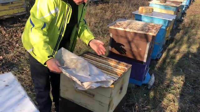 Осмотр пчелы в новом году2020 смотреть онлайн